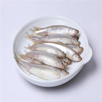 池沼公鱼